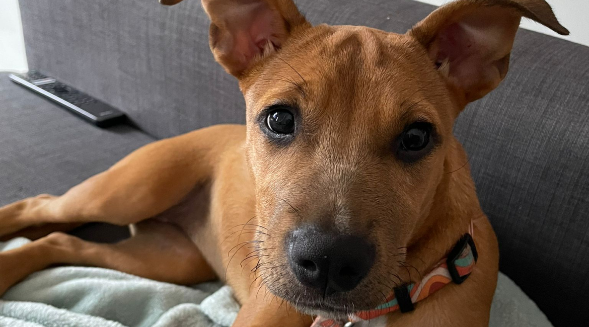 Chiens à adopter